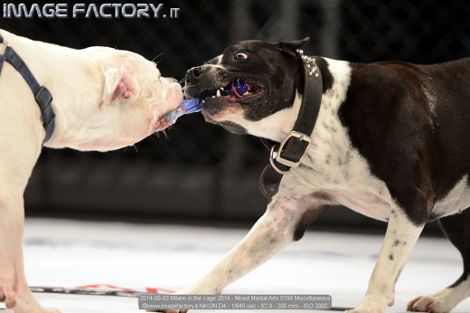 2014-05-03 Milano in the cage 2014 - Mixed Martial Arts 0184 Miscellaneous